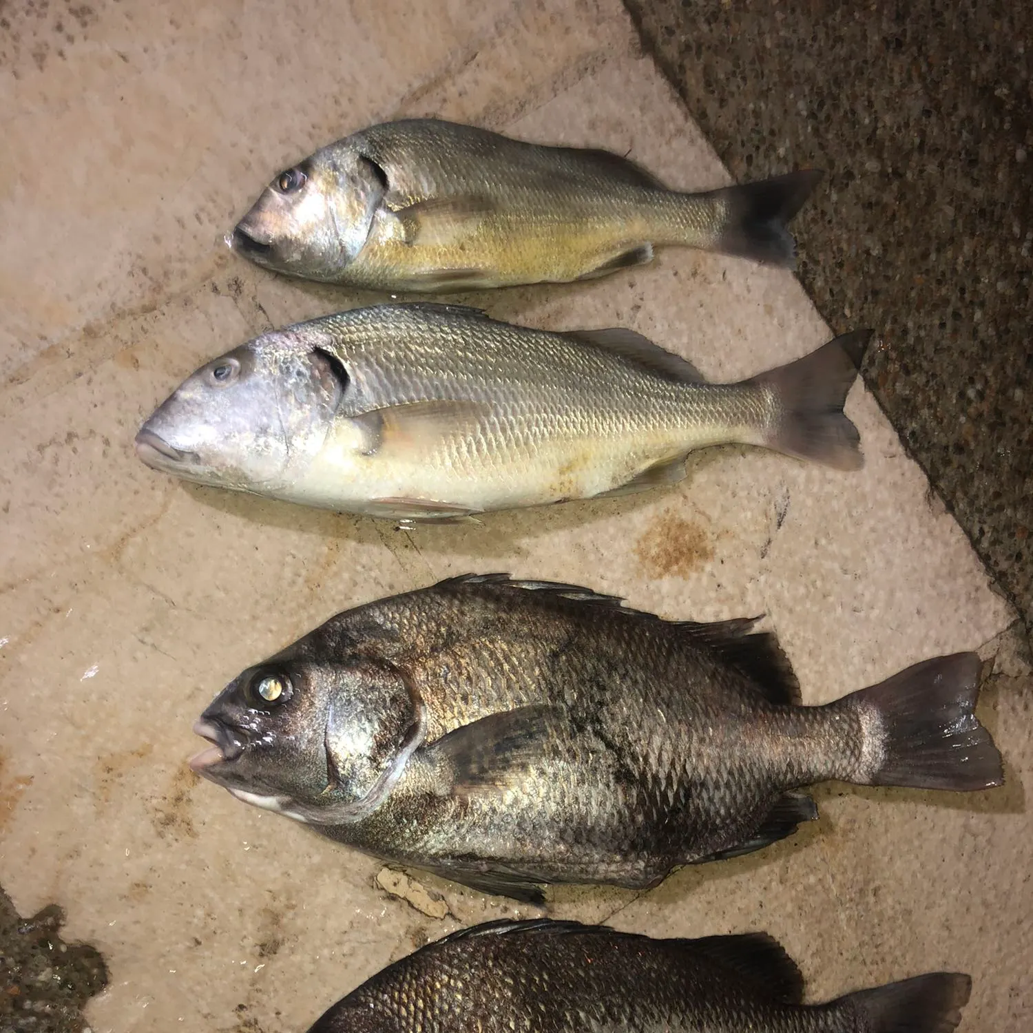 recently logged catches