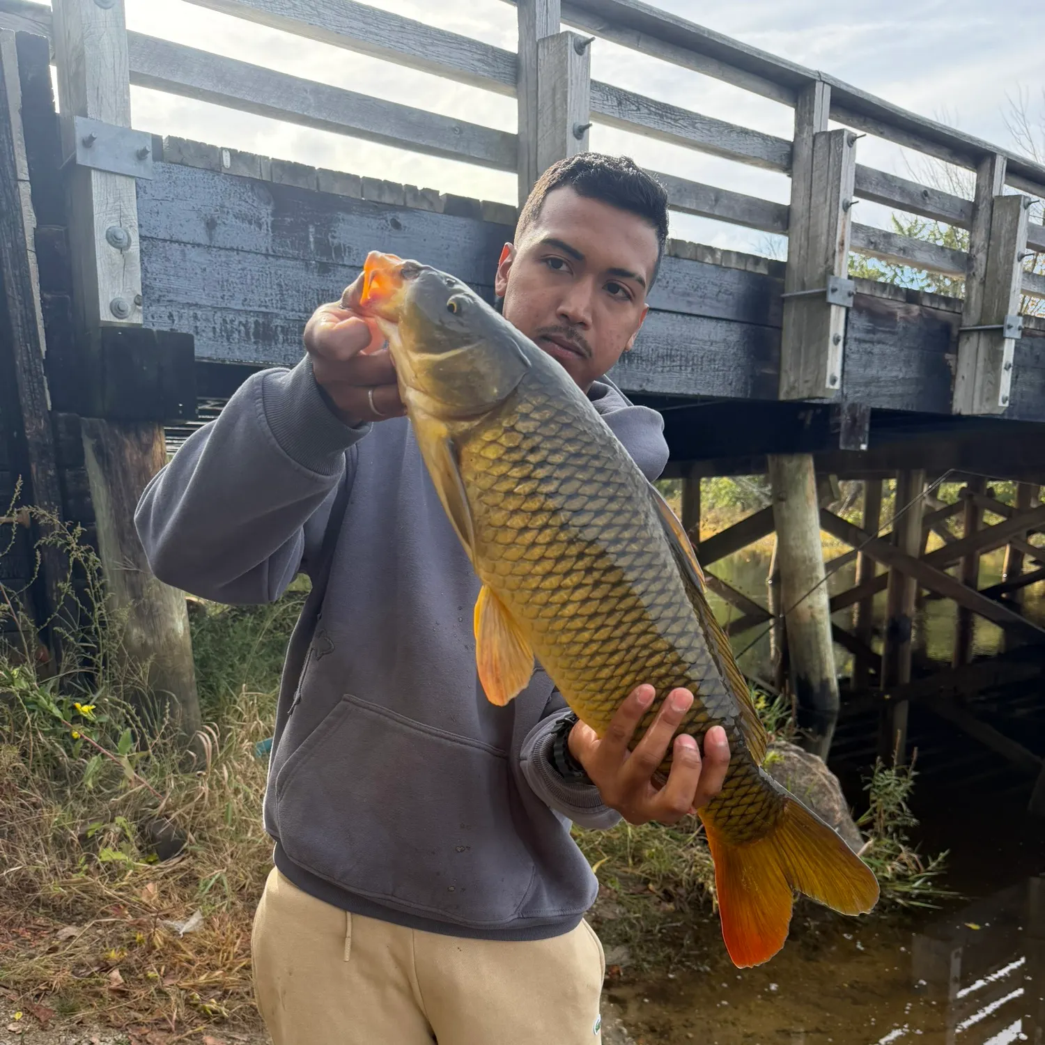 Common carp caught on Fishbrain