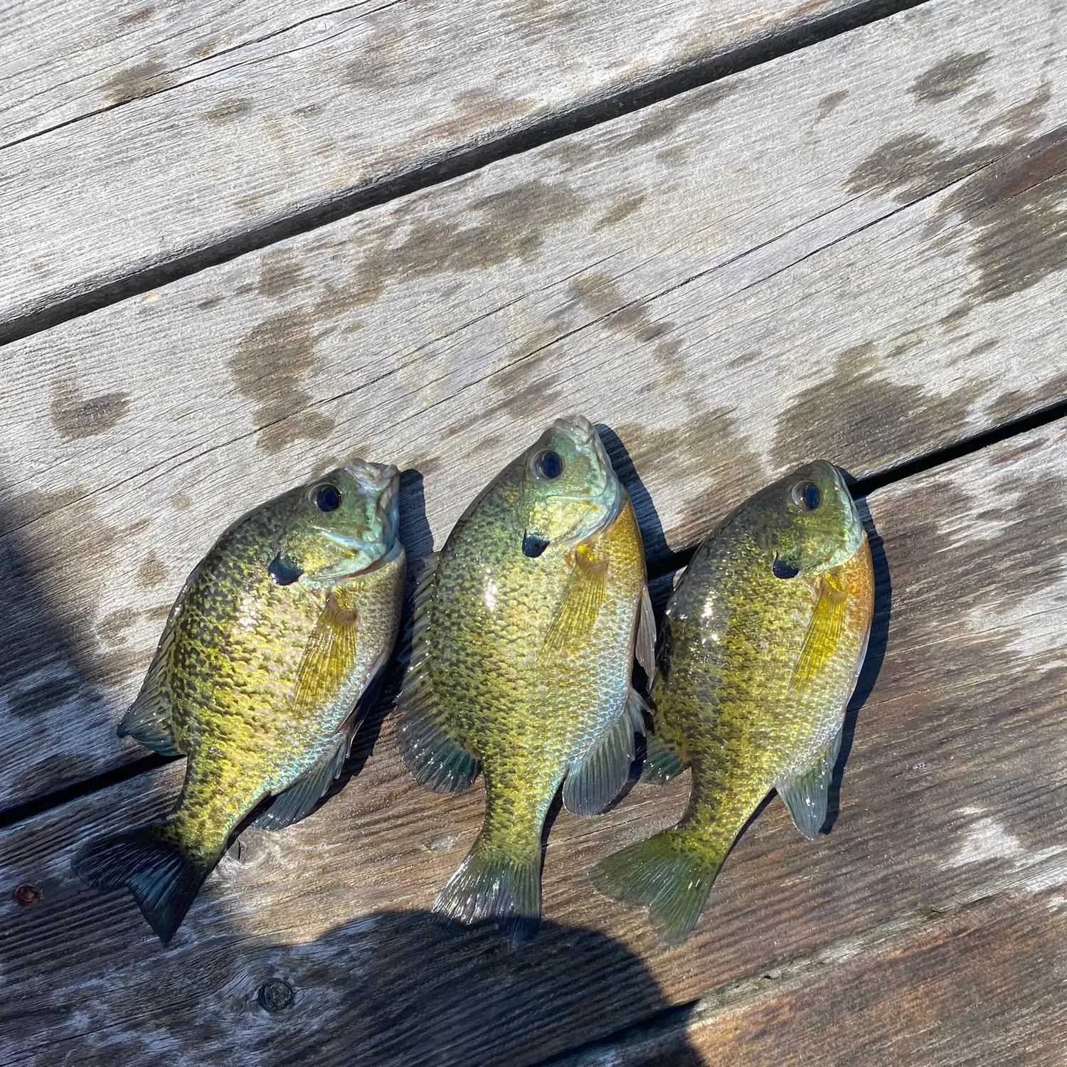 recently logged catches