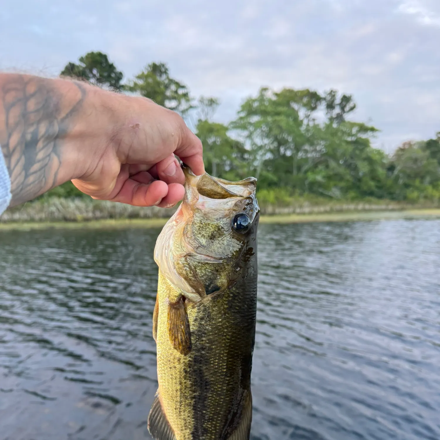 Largemouth bass caught on Fishbrain