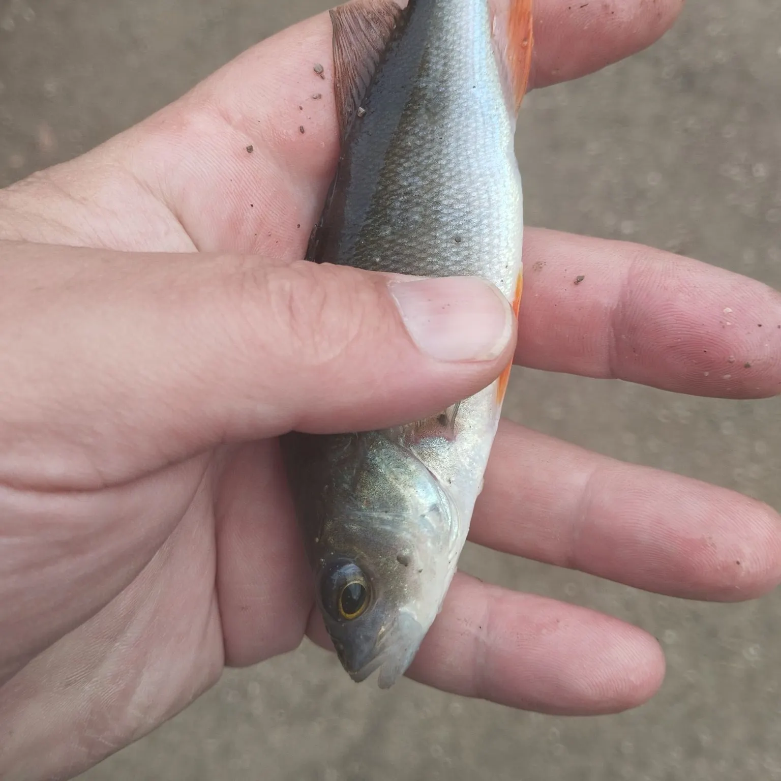 European perch caught on Fishbrain