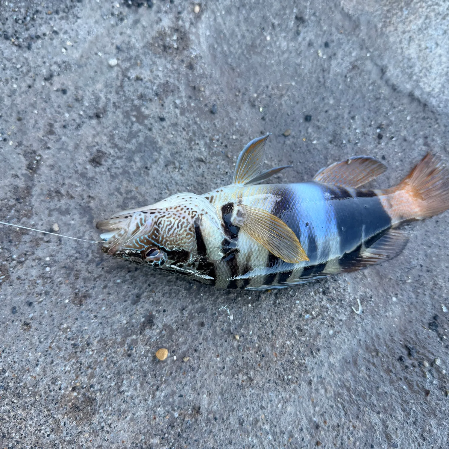 The most recent Painted comber catches on Fishbrain