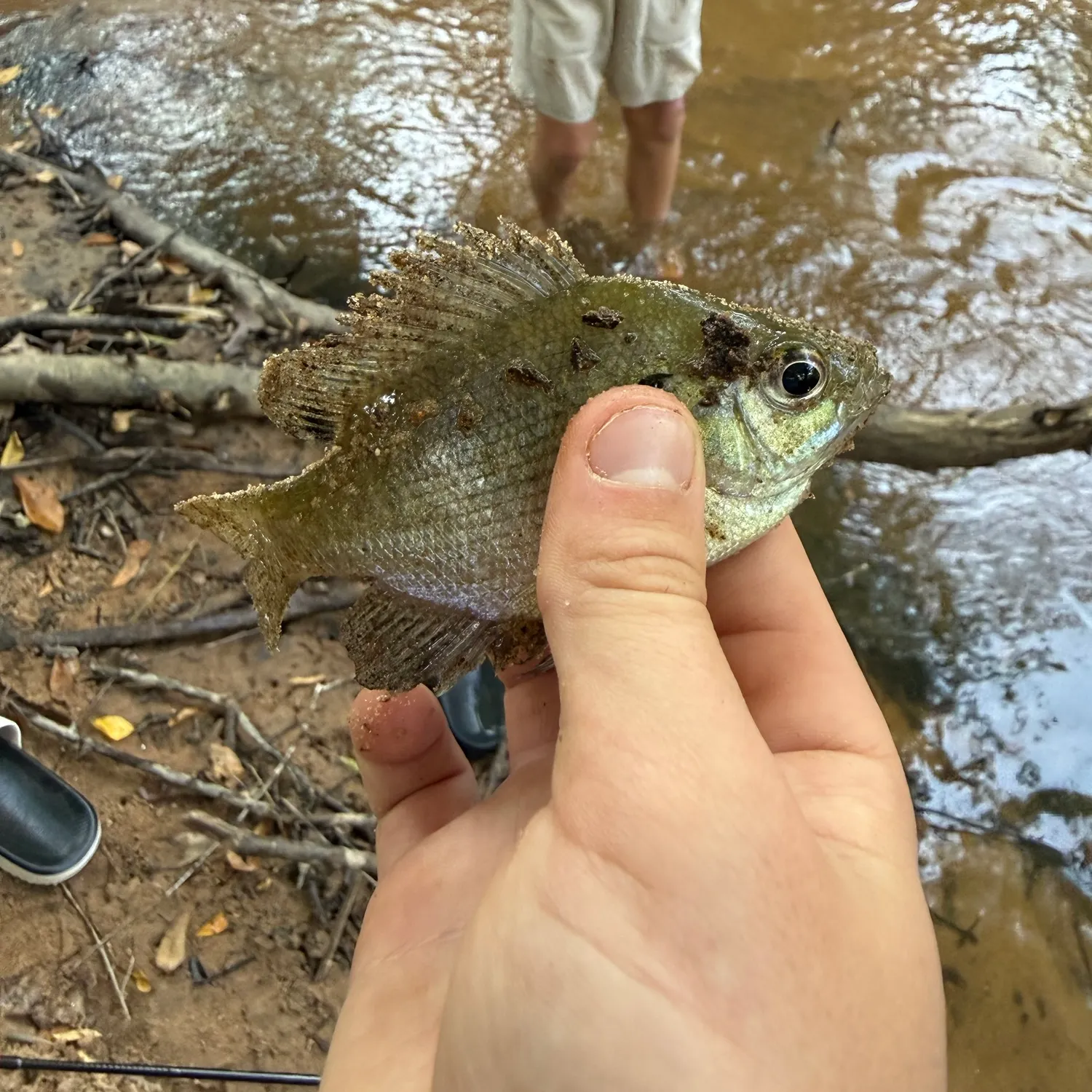 Bluegill caught on Fishbrain