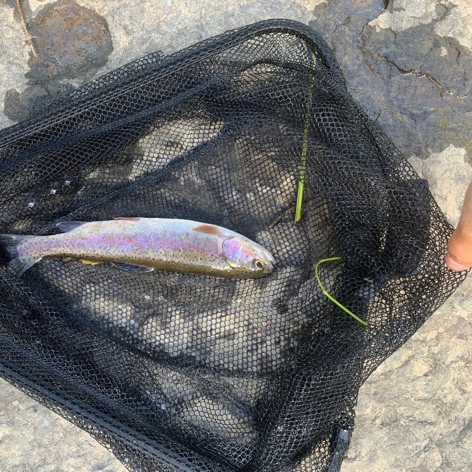Rainbow trout caught on Fishbrain