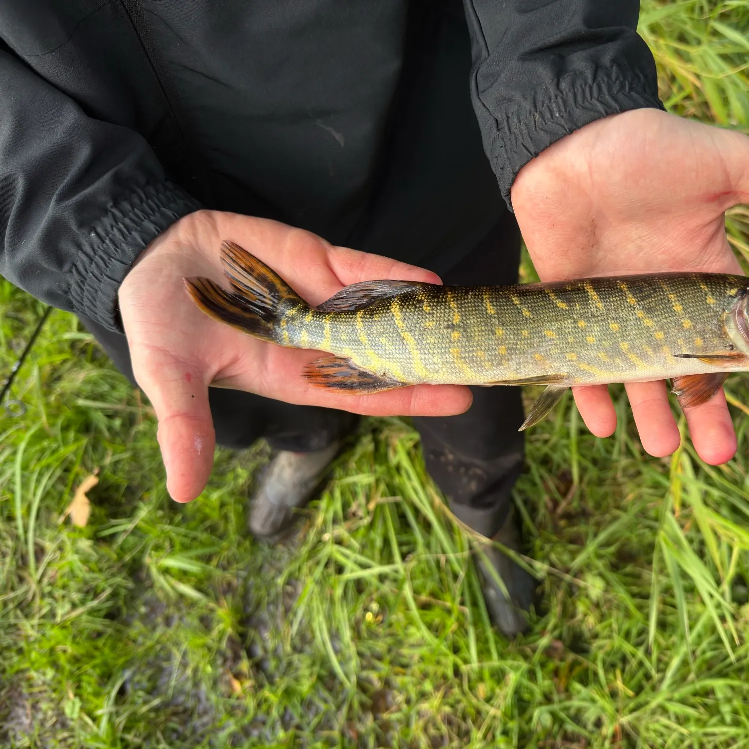 Northern pike caught on Fishbrain