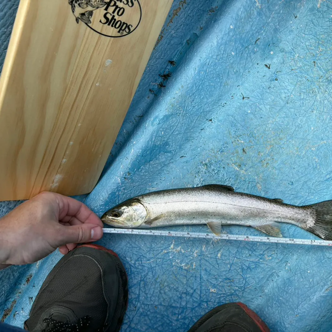 Kokanee salmon caught on Fishbrain