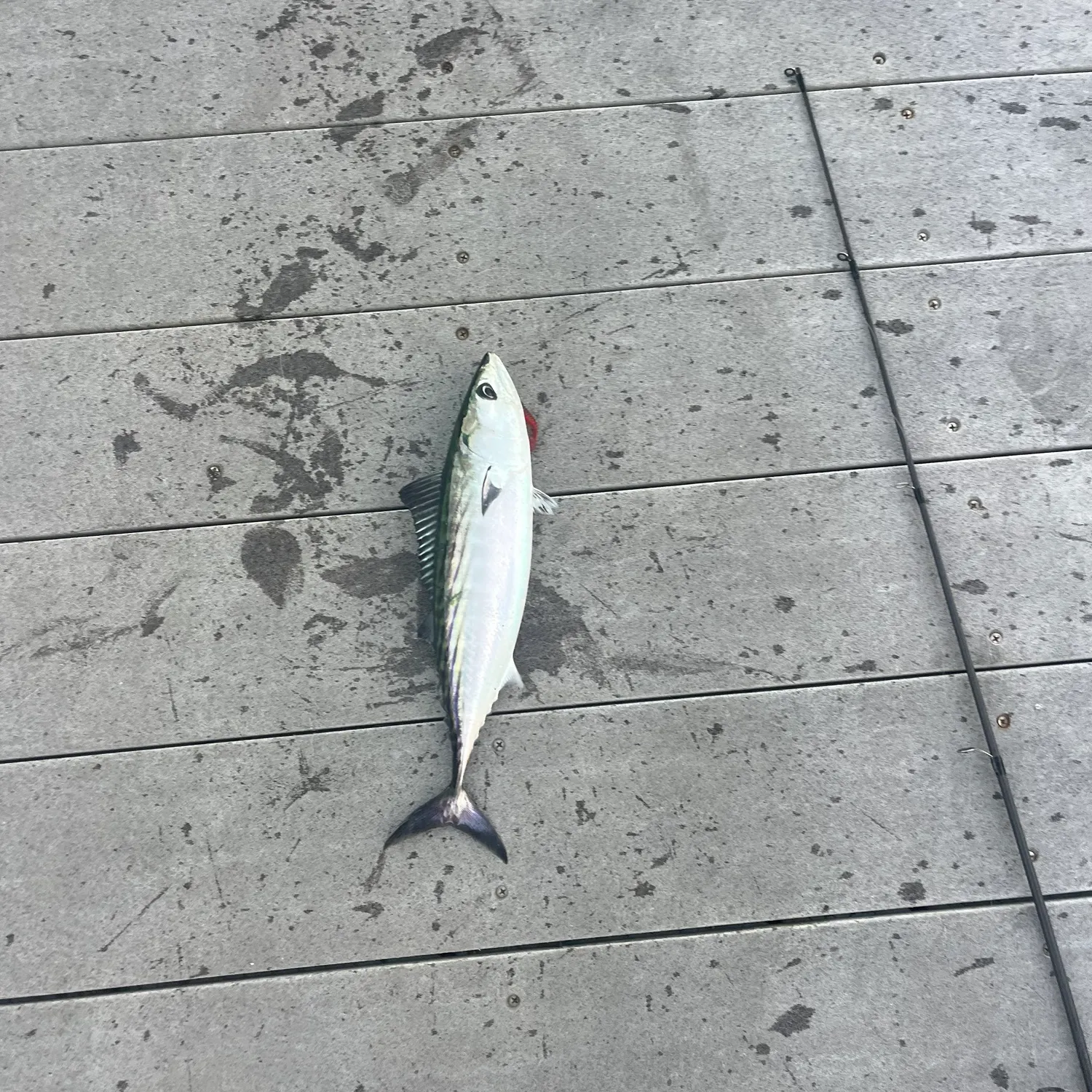 Pacific bonito caught on Fishbrain