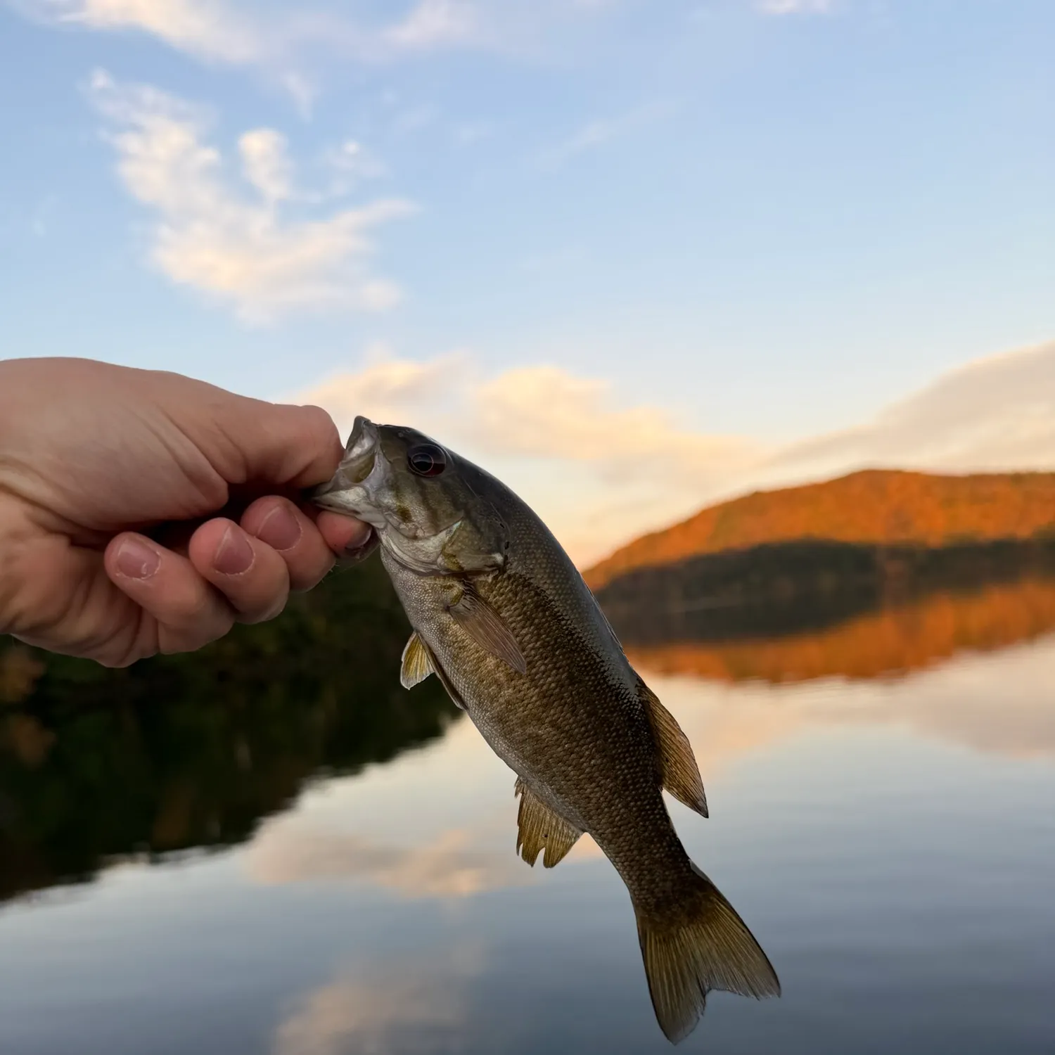 Smallmouth bass caught on Fishbrain
