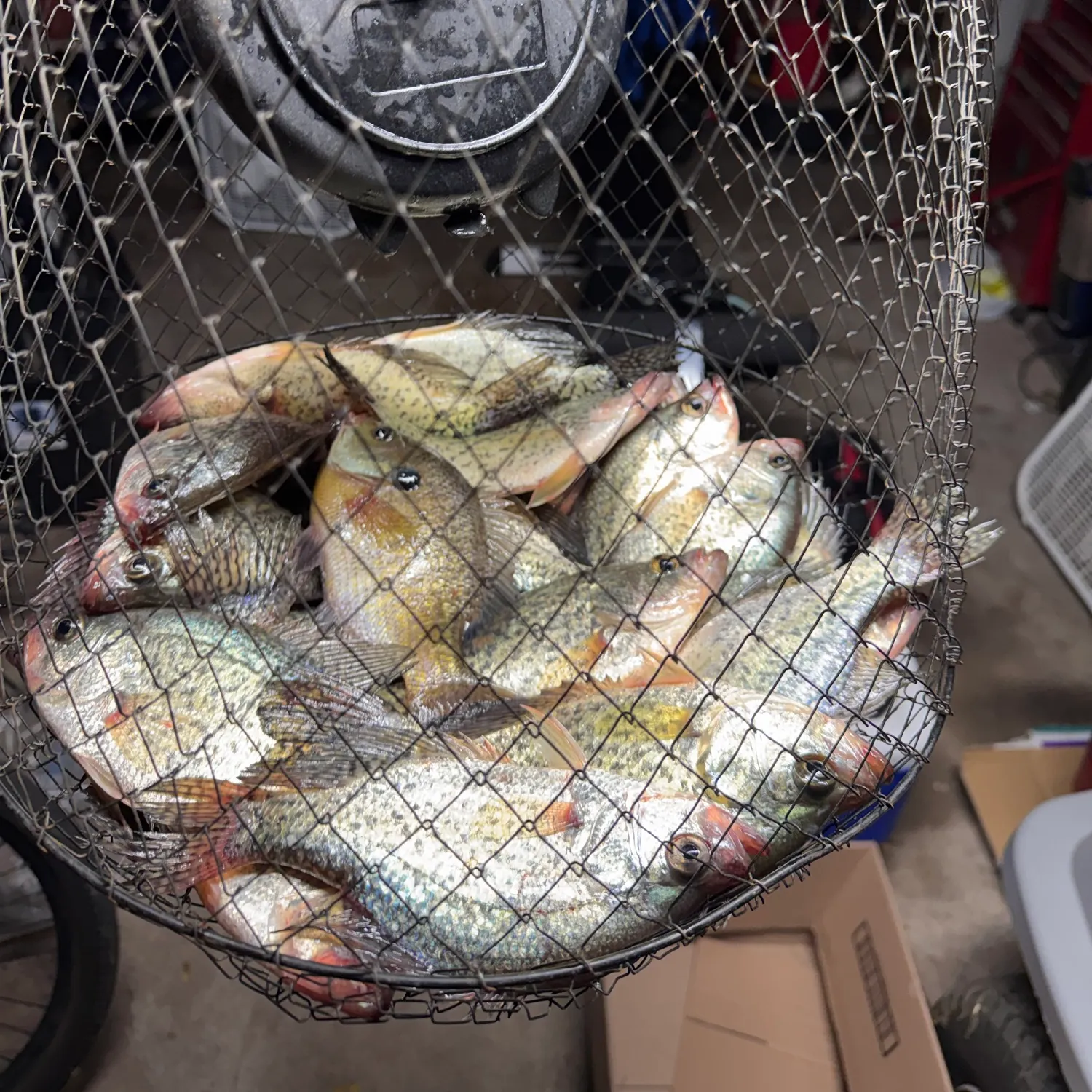 Fish caught on Fishbrain