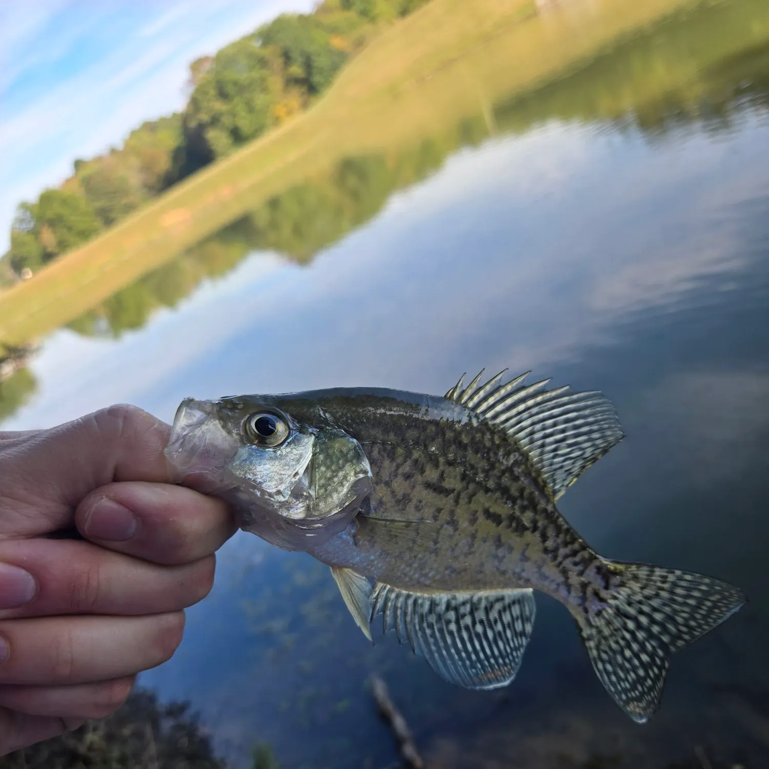 Black crappie caught on Fishbrain