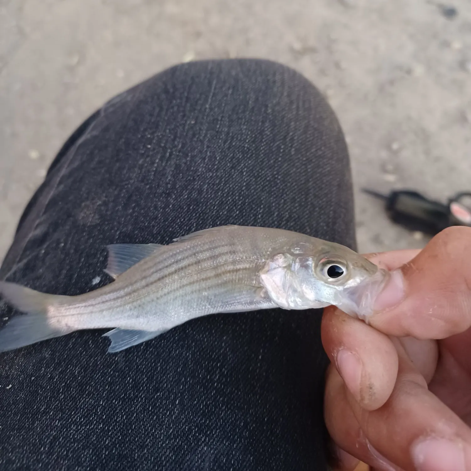 Striped bass caught on Fishbrain