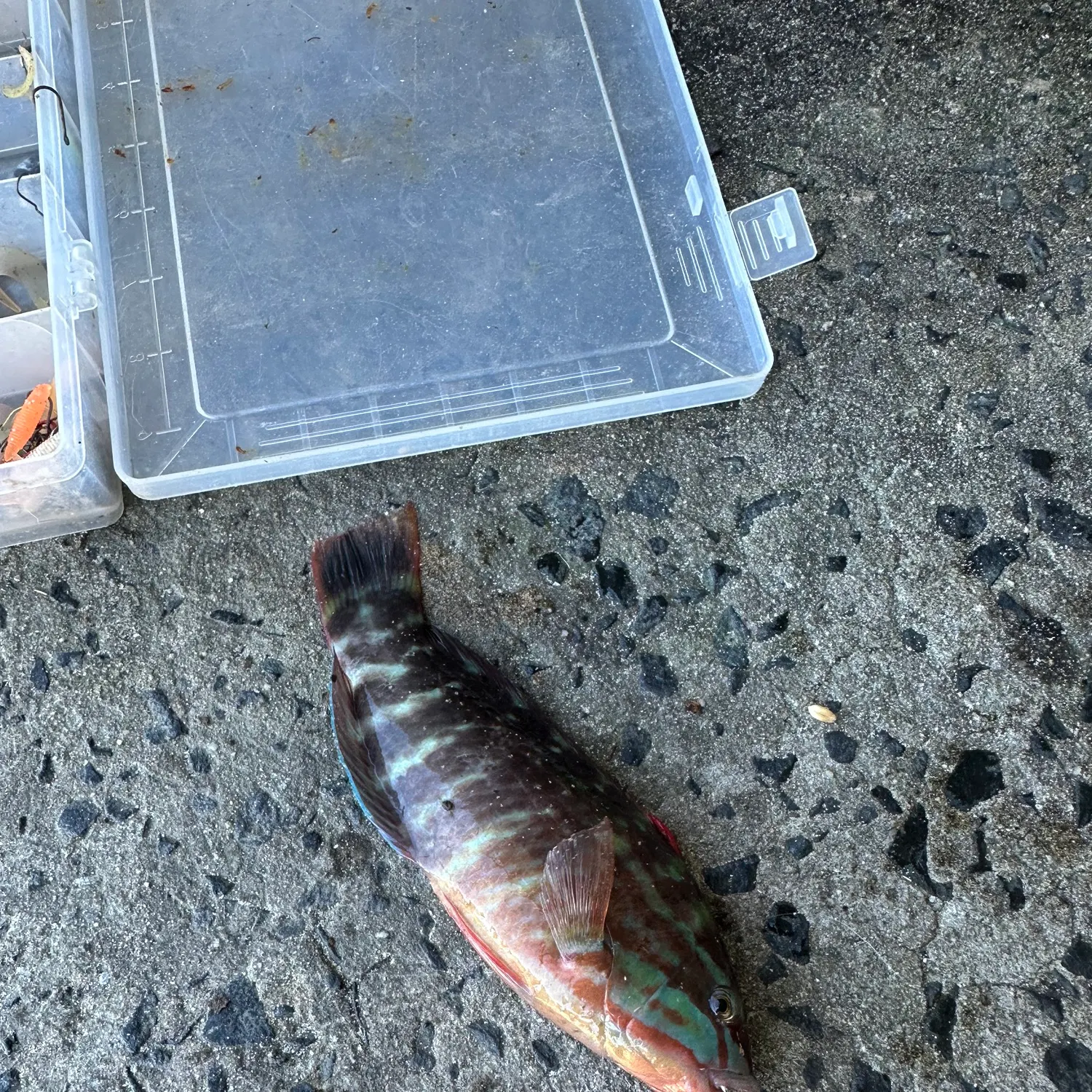 The most recent Gunther's wrasse catches on Fishbrain