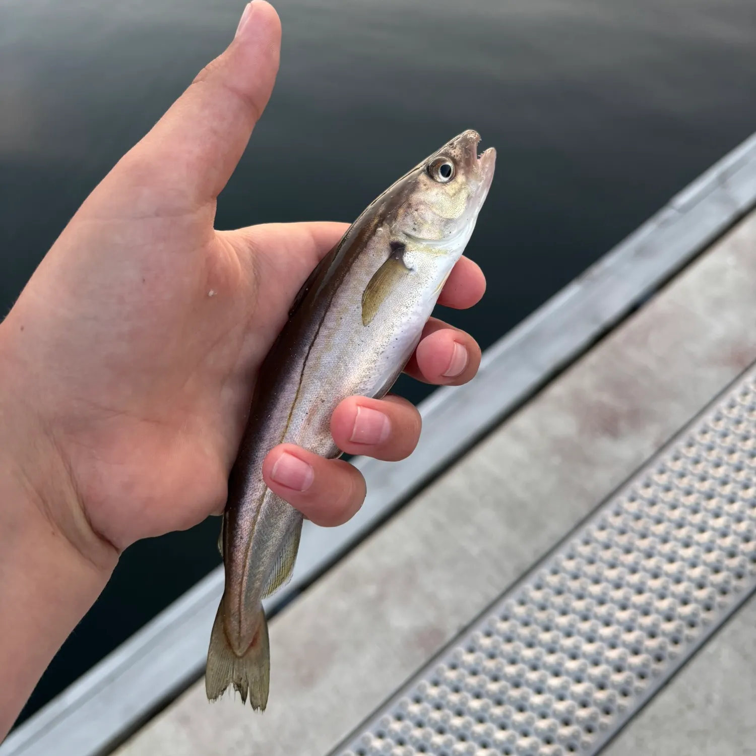 Whiting caught on Fishbrain
