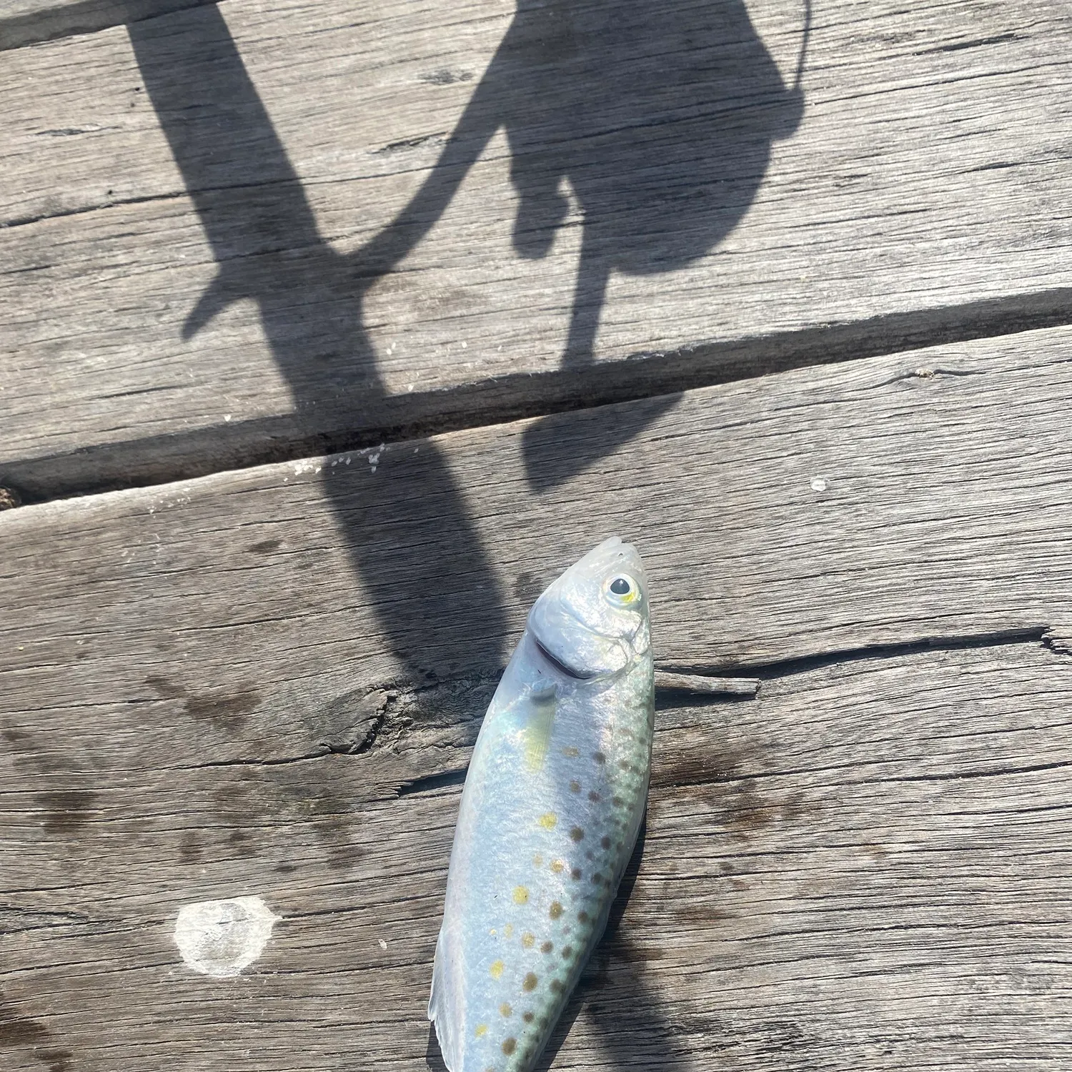 The most recent King George whiting catches on Fishbrain