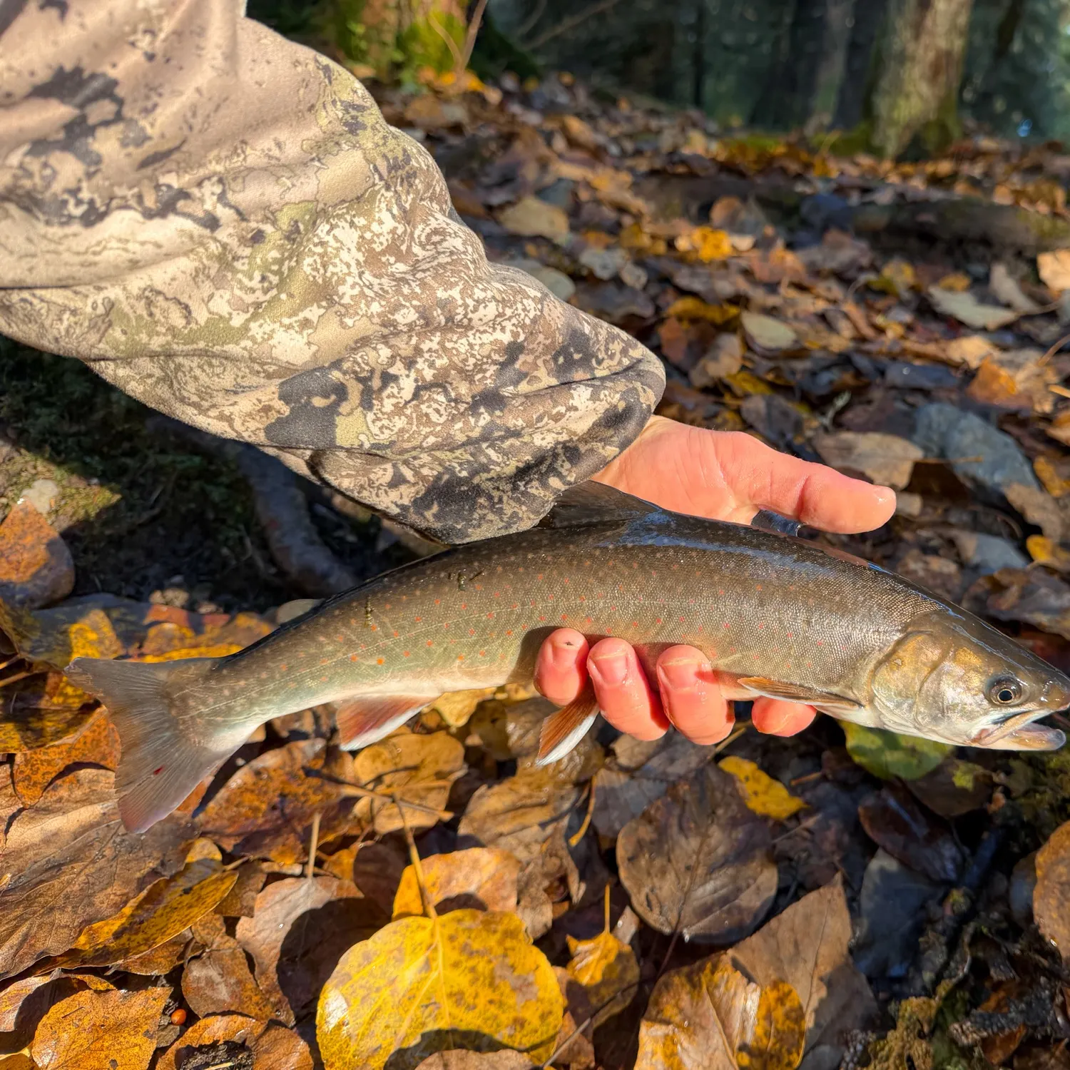 The most recent Dolly varden catches on Fishbrain
