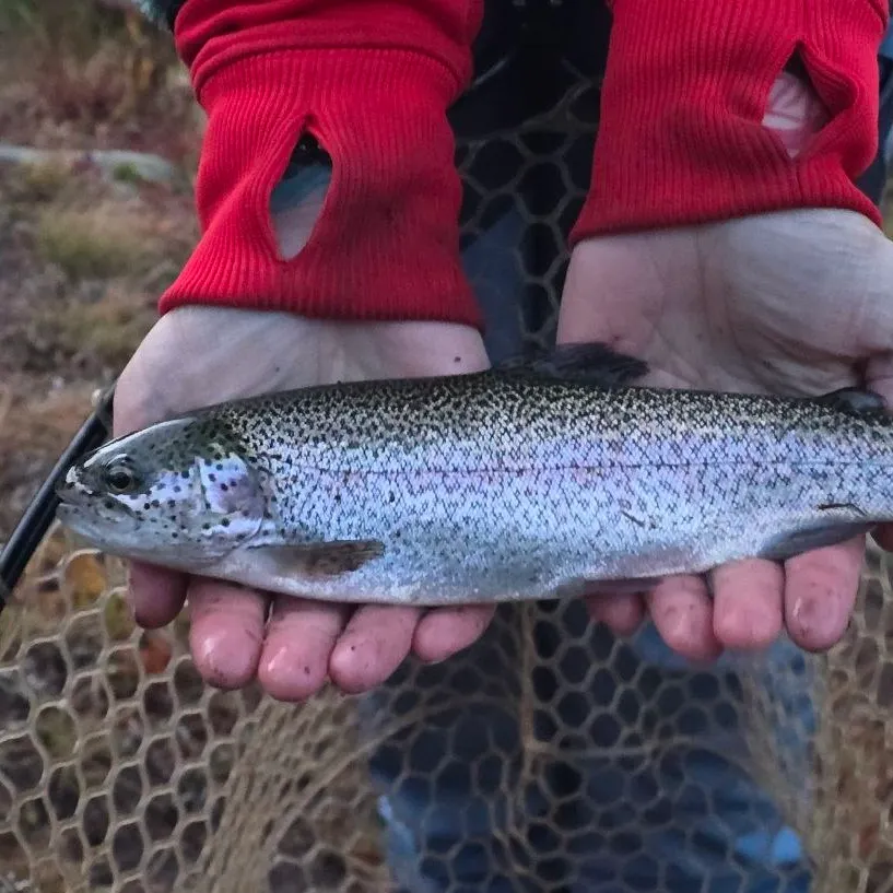 Rainbow trout caught on Fishbrain