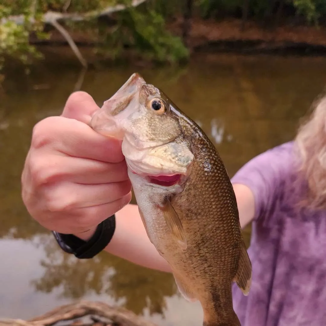 Smallmouth bass caught on Fishbrain