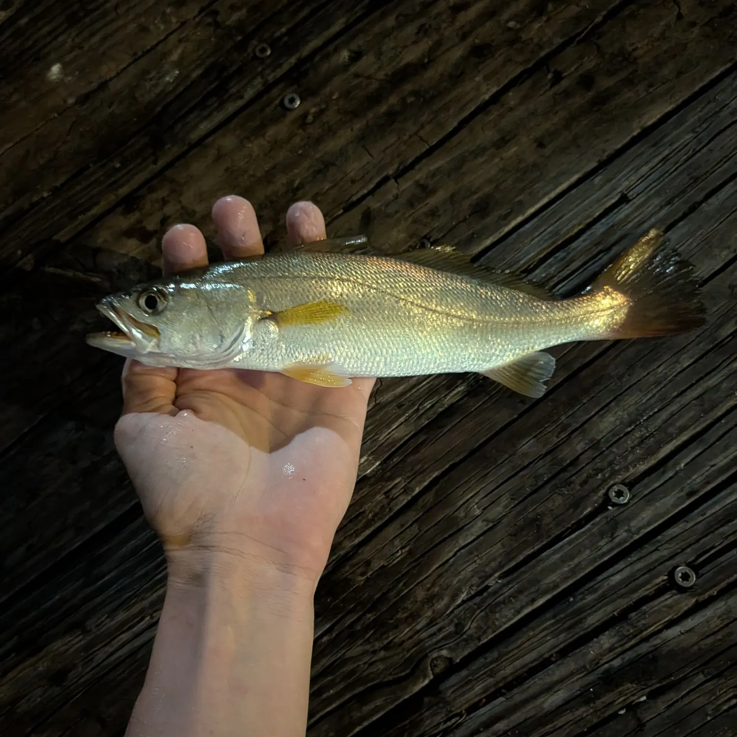 The most recent Sand seatrout catches on Fishbrain