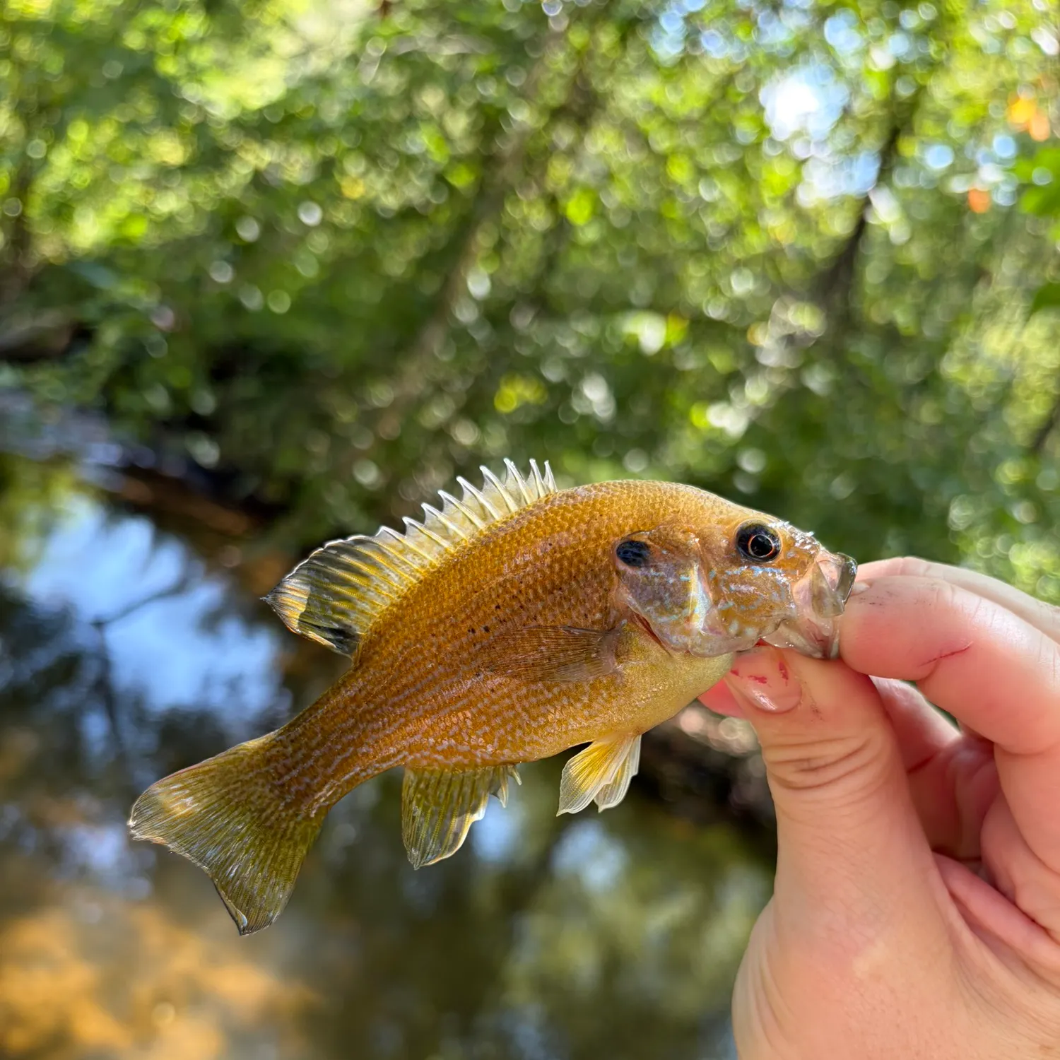 Green sunfish caught on Fishbrain