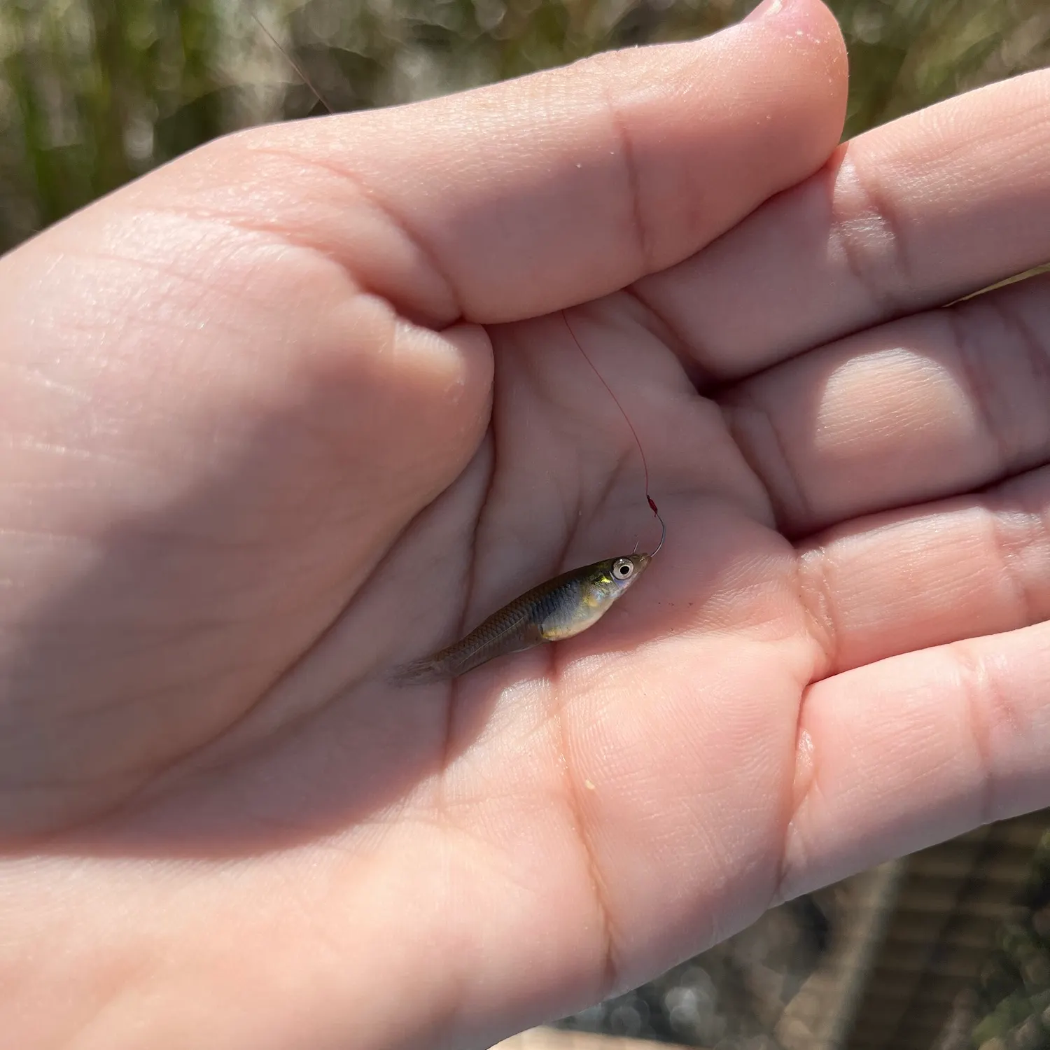 Western mosquitofish caught on Fishbrain