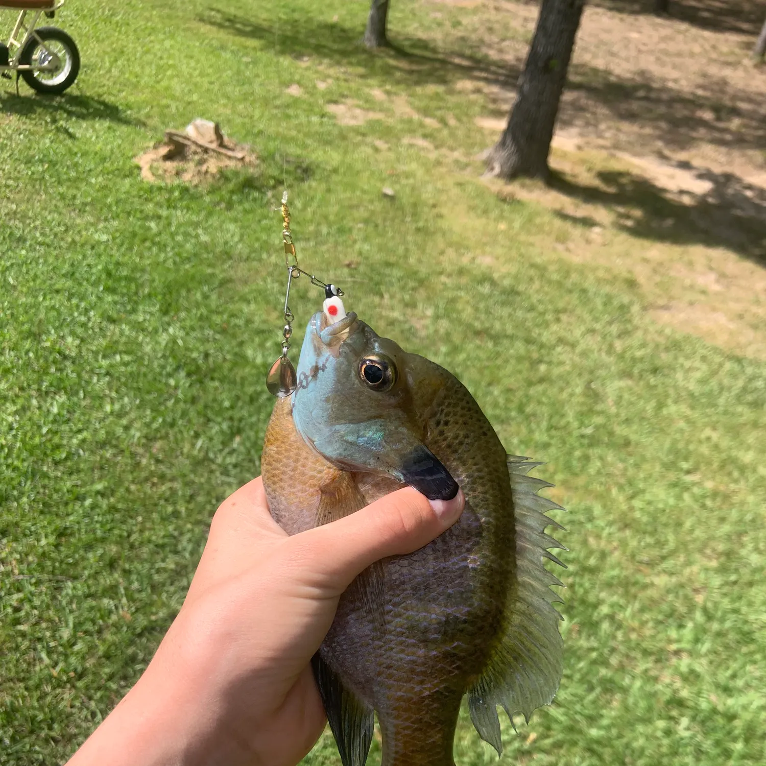 The most recent Coppernose bluegill catches on Fishbrain
