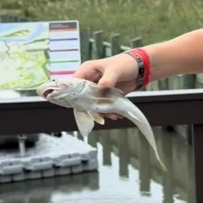 Southern kingcroaker caught on Fishbrain