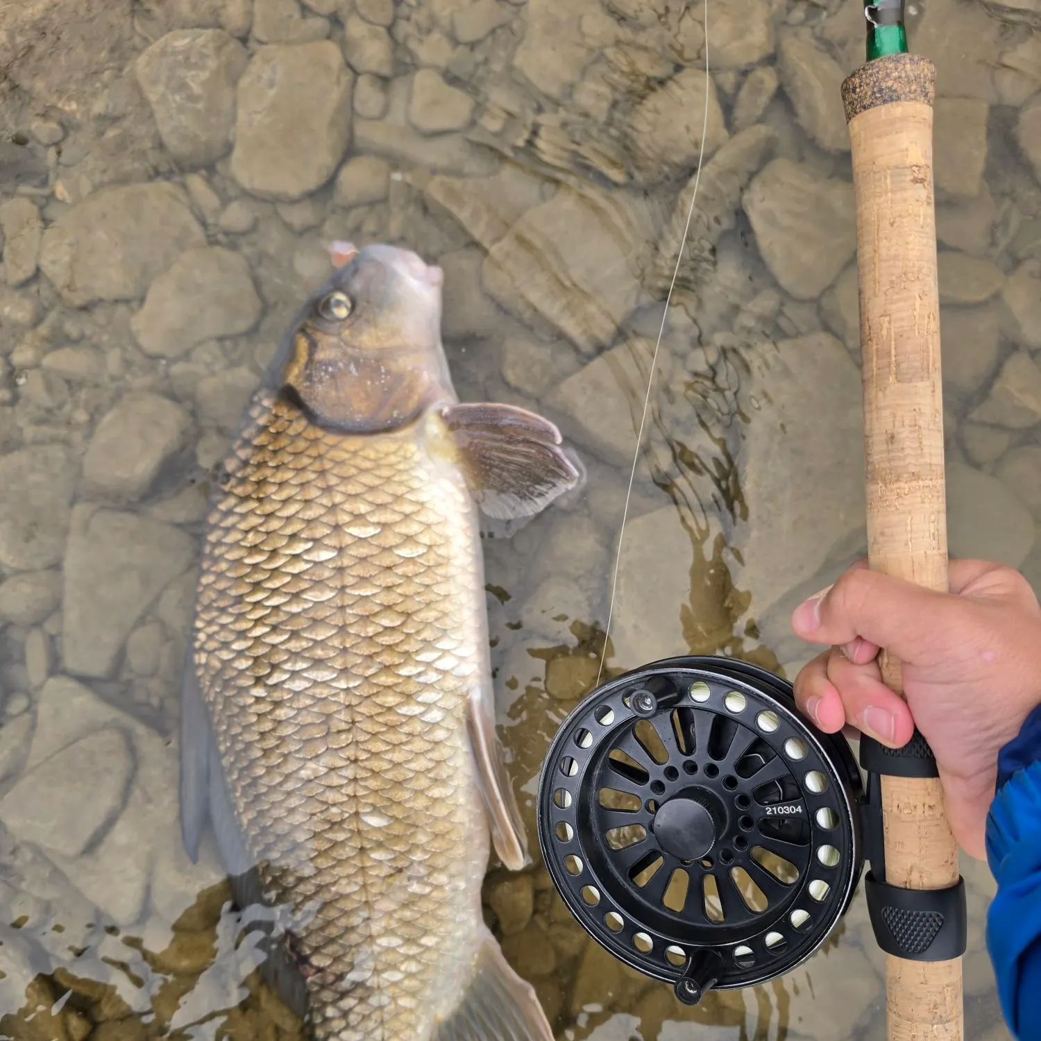 Quillback caught on Fishbrain