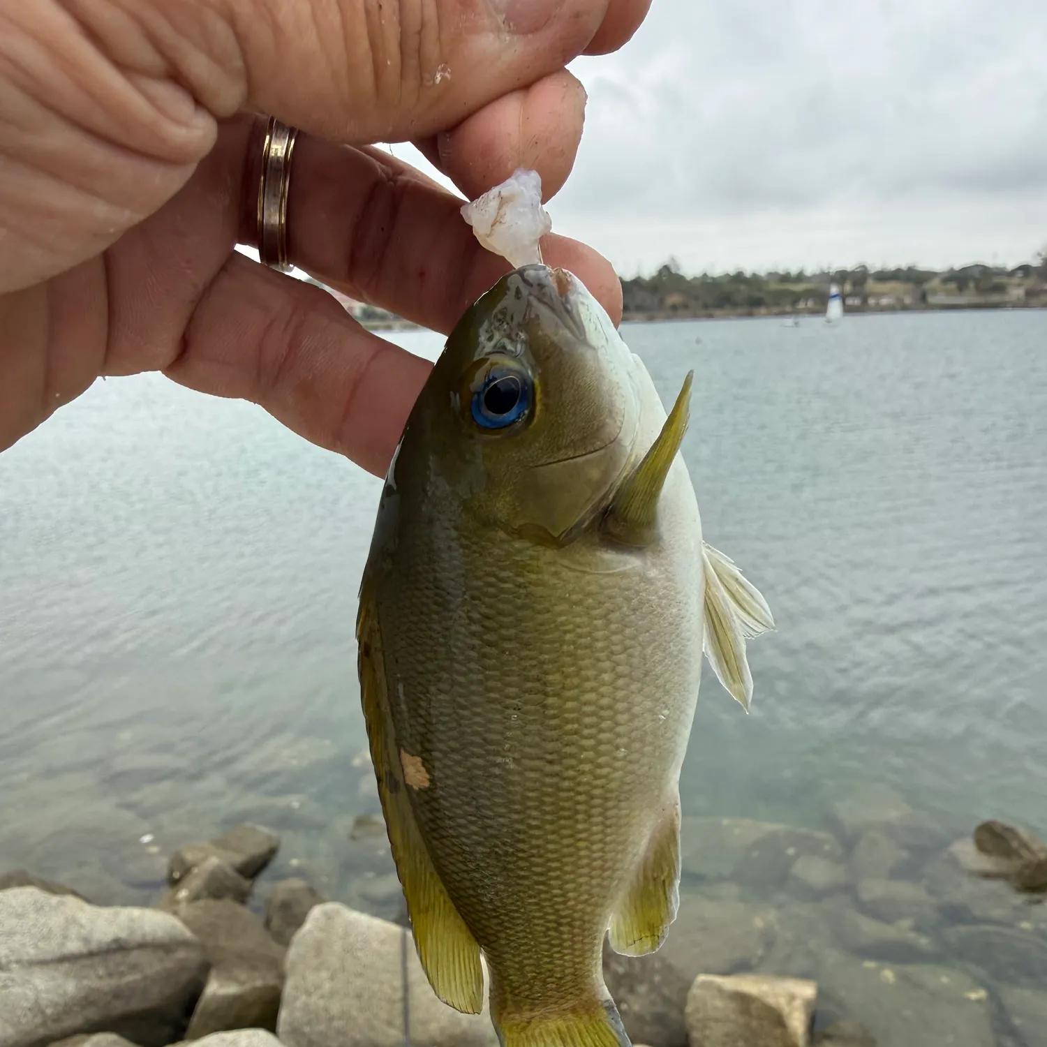 The most recent Opaleye catches on Fishbrain