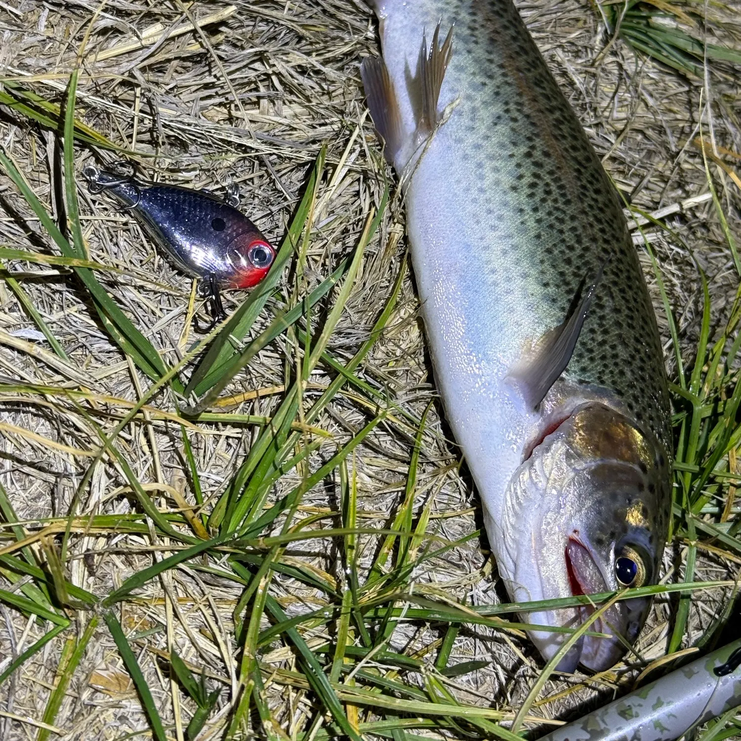 Rainbow trout caught on Fishbrain