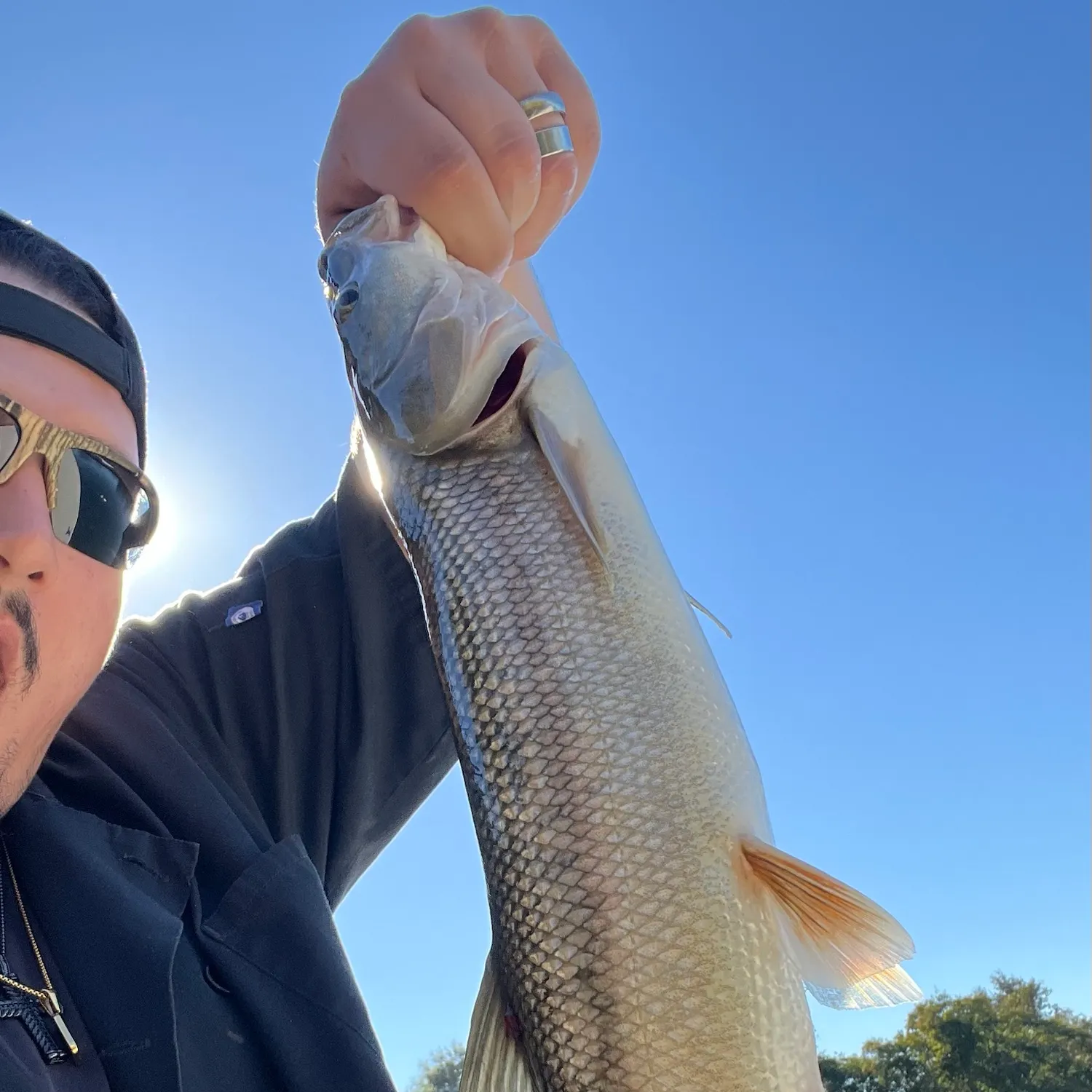 Sacramento pikeminnow caught on Fishbrain