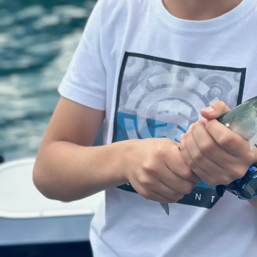 The most recent Northern cisco catches on Fishbrain