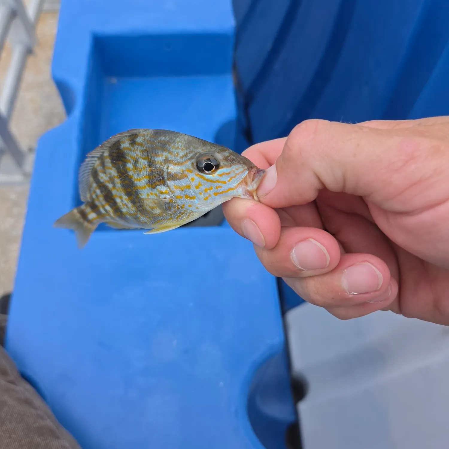 Pigfish caught on Fishbrain