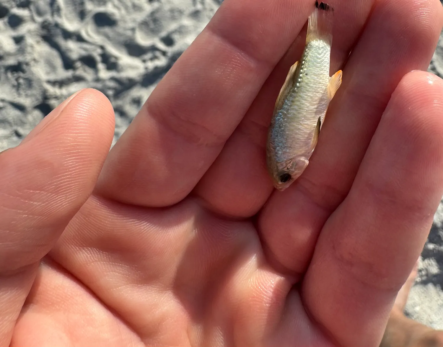 Topeka shiner