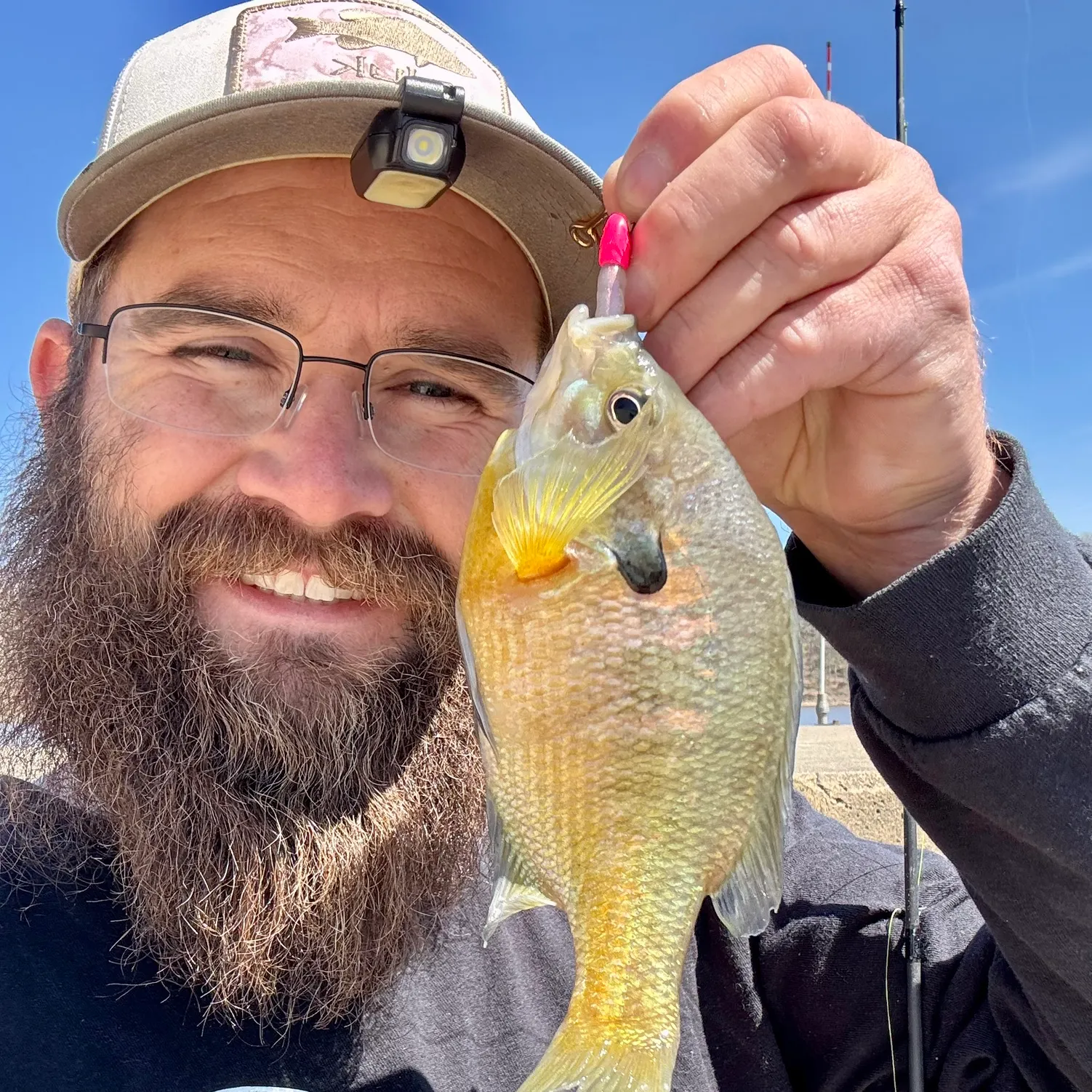 The most recent Bluegill catches on Fishbrain