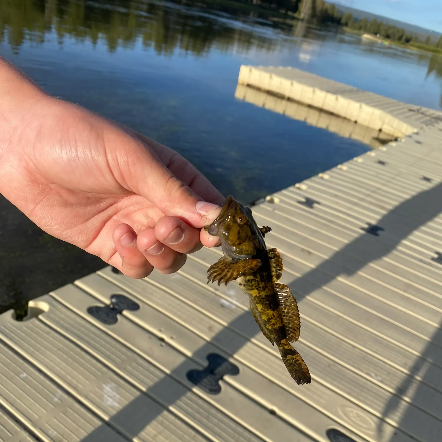 The most recent Grubby sculpin catches on Fishbrain