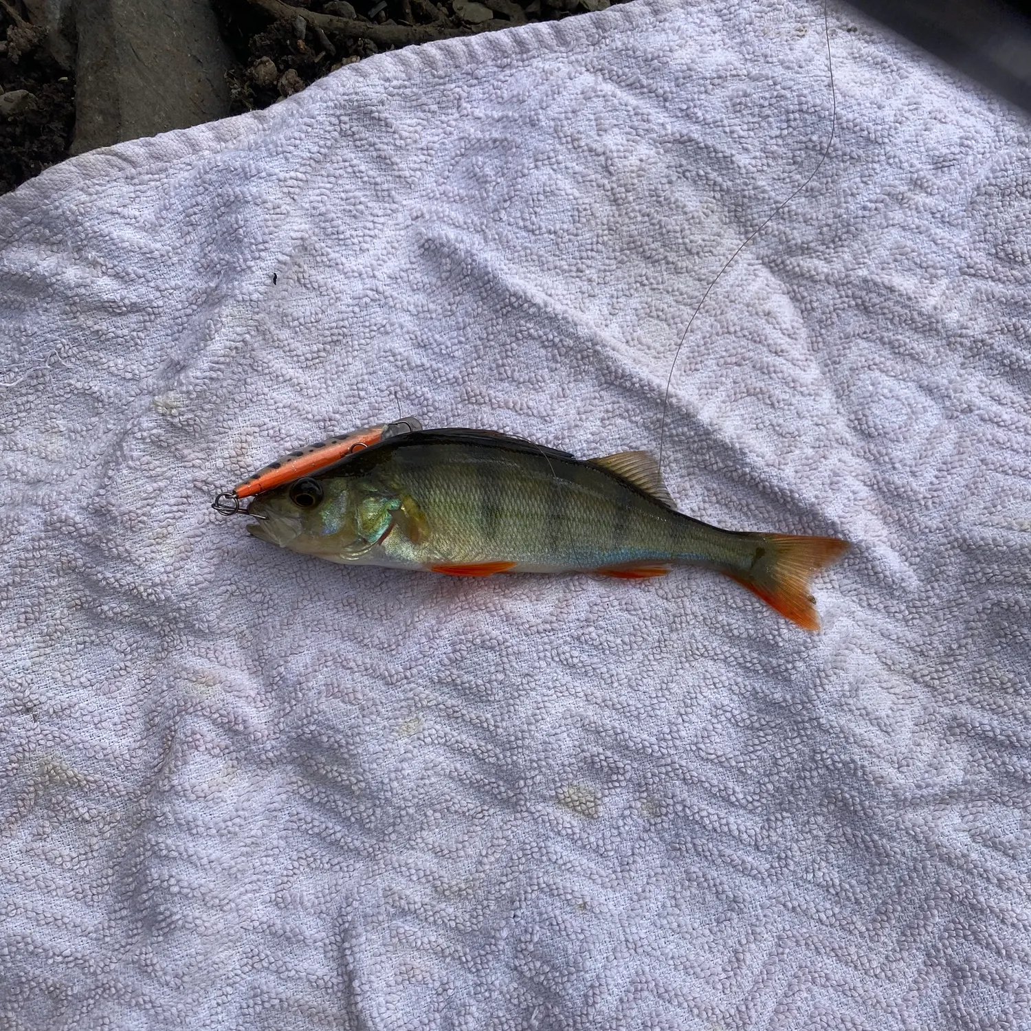 European perch caught on Fishbrain