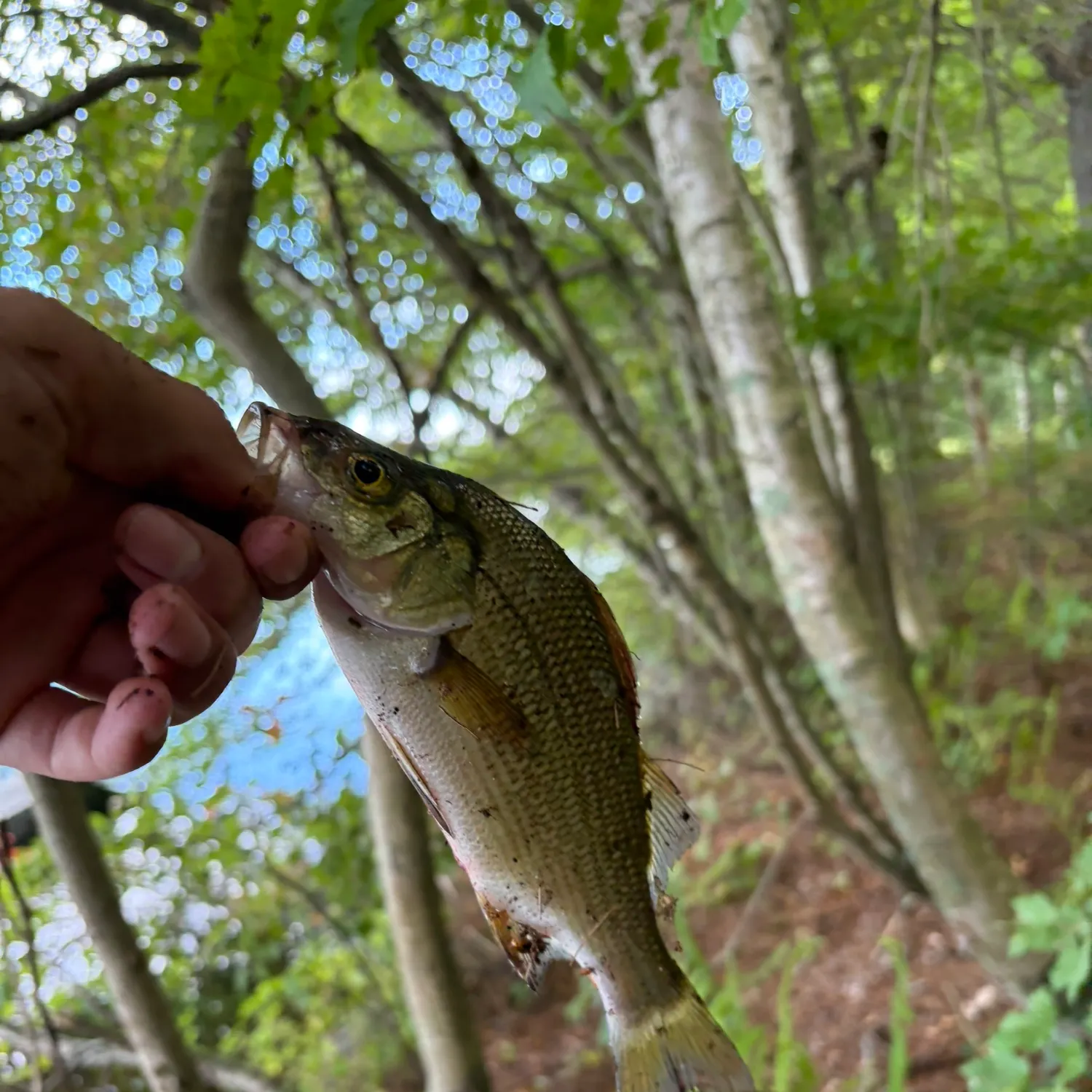 White perch caught on Fishbrain
