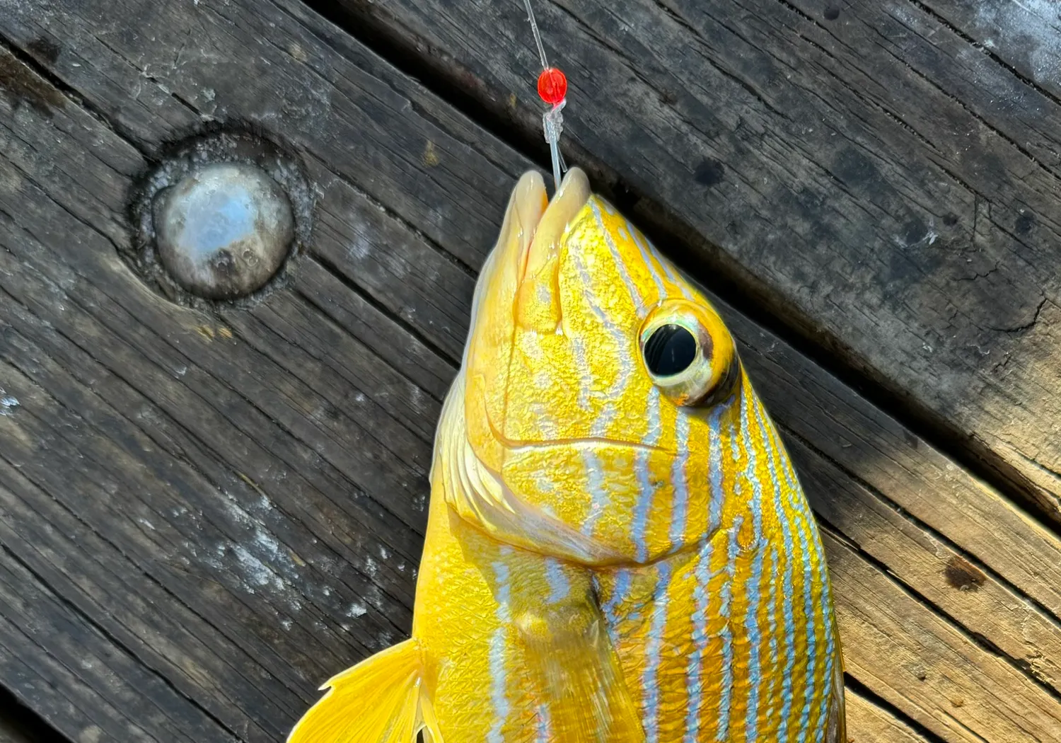 Bluestriped grunt