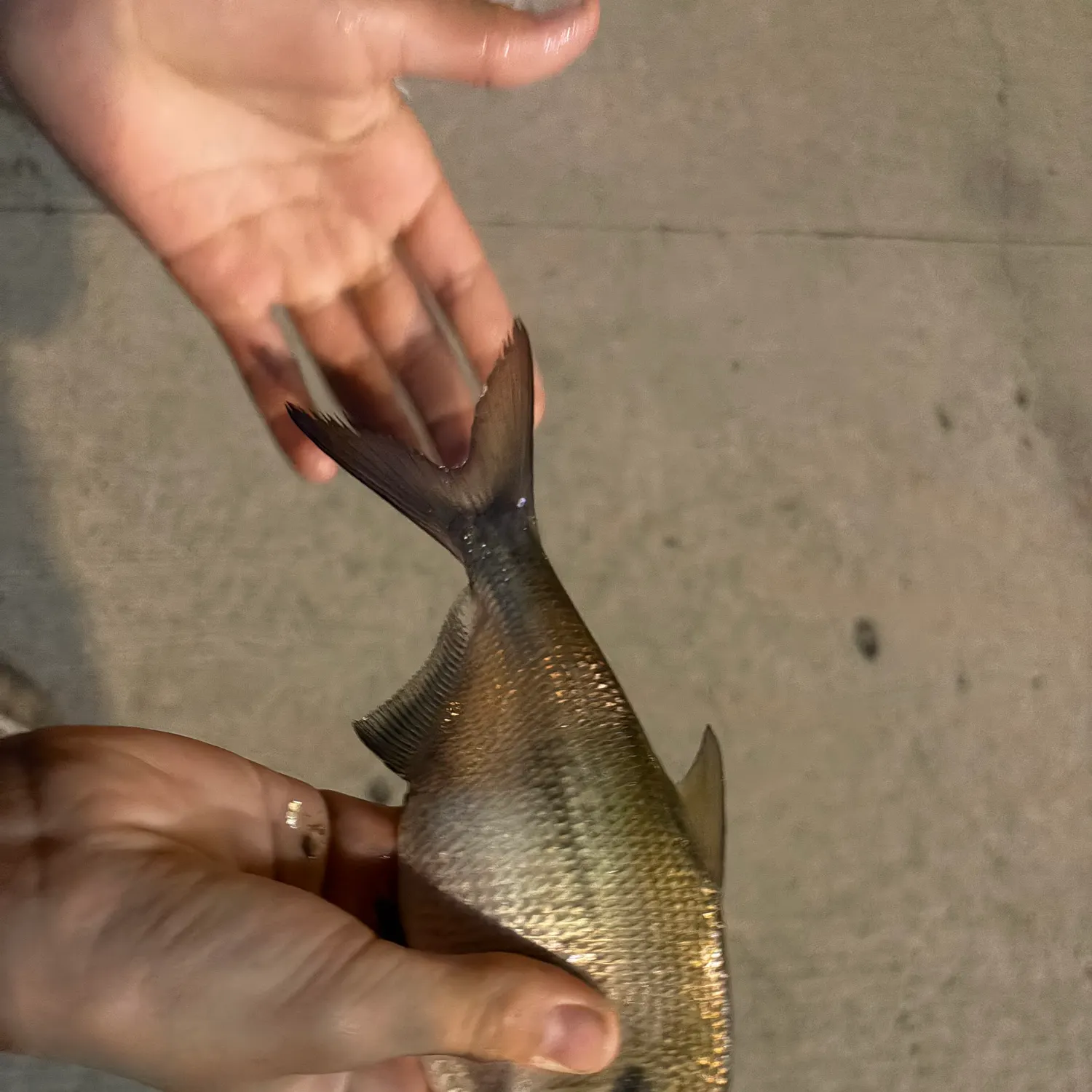 American gizzard shad caught on Fishbrain