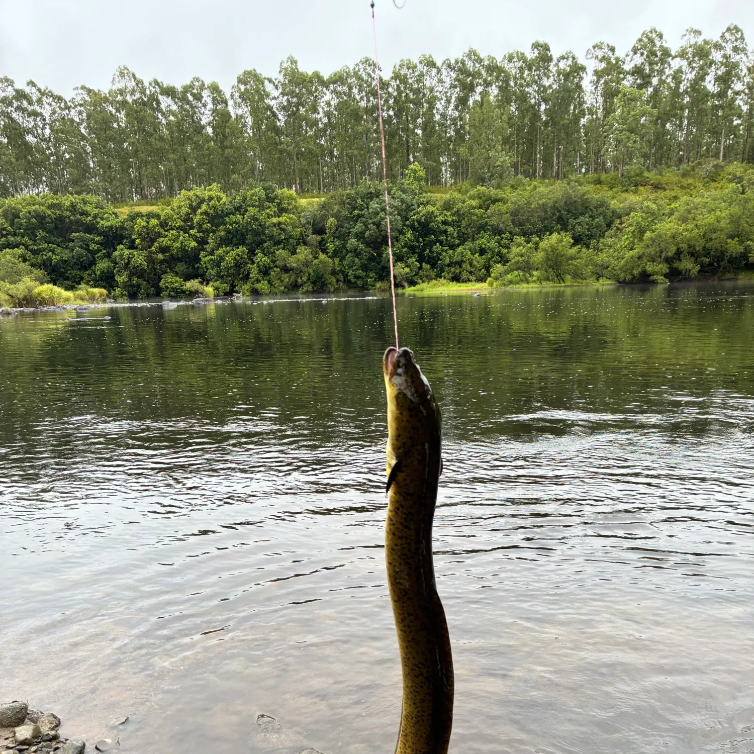 The most recent Shortfin eel catches on Fishbrain