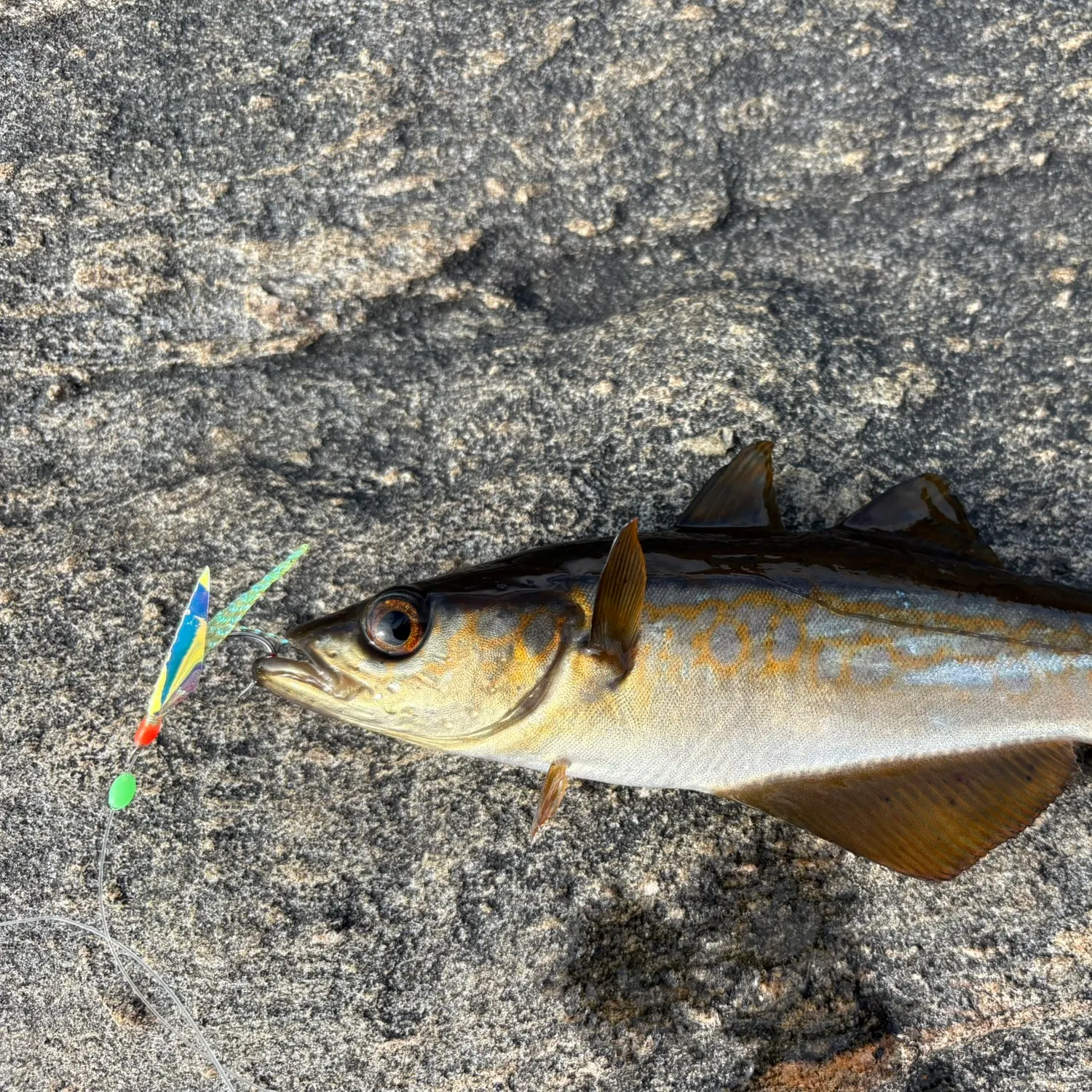 Pollack caught on Fishbrain
