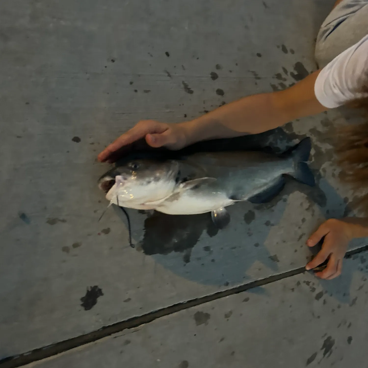 Channel catfish caught on Fishbrain