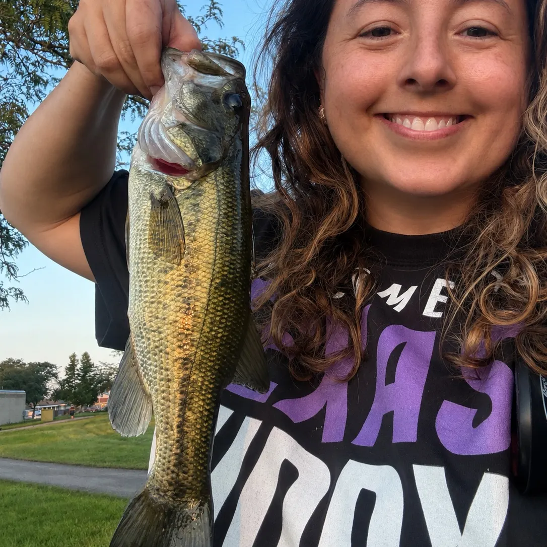 Largemouth bass caught on Fishbrain