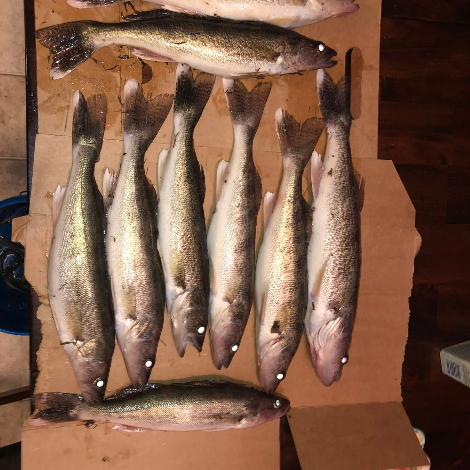 recently logged catches