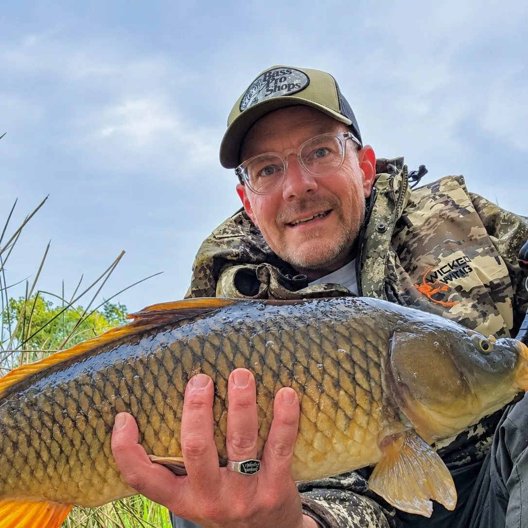 Common carp caught on Fishbrain