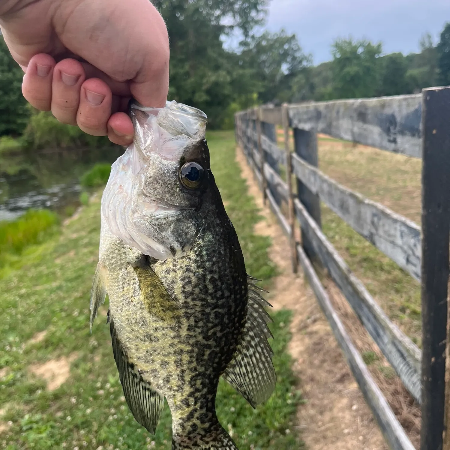 Black crappie caught on Fishbrain