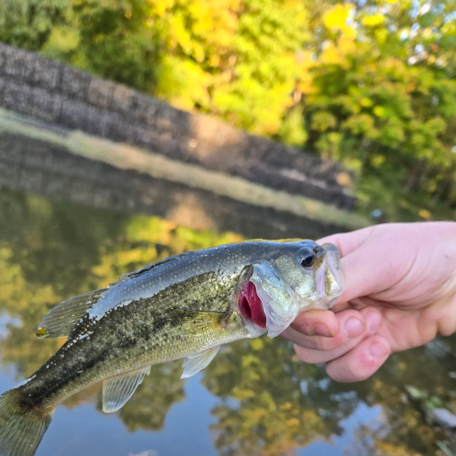 Largemouth bass caught on Fishbrain