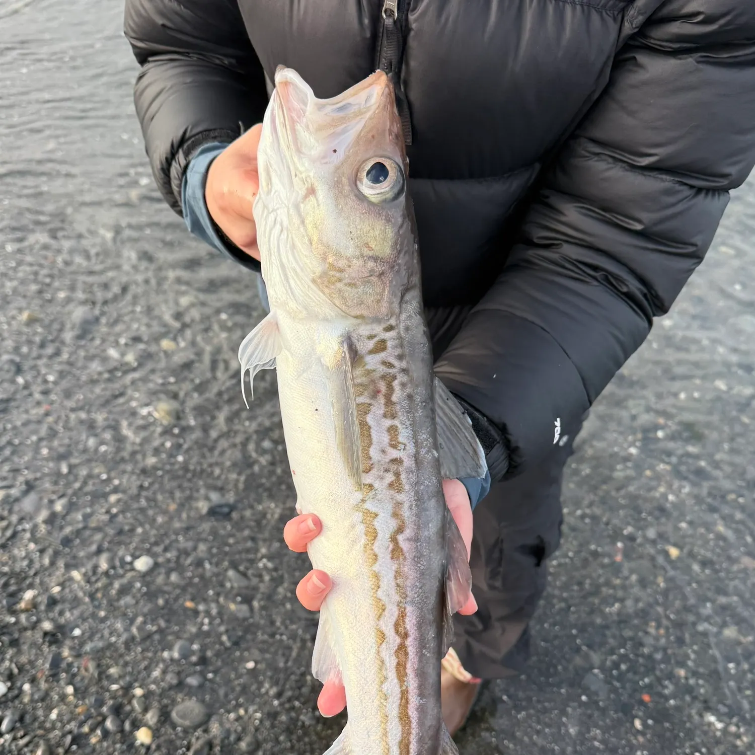 The most recent Alaska pollock catches on Fishbrain