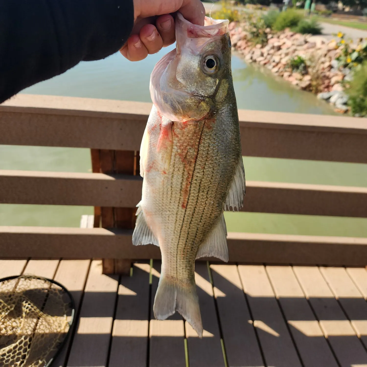 White bass caught on Fishbrain