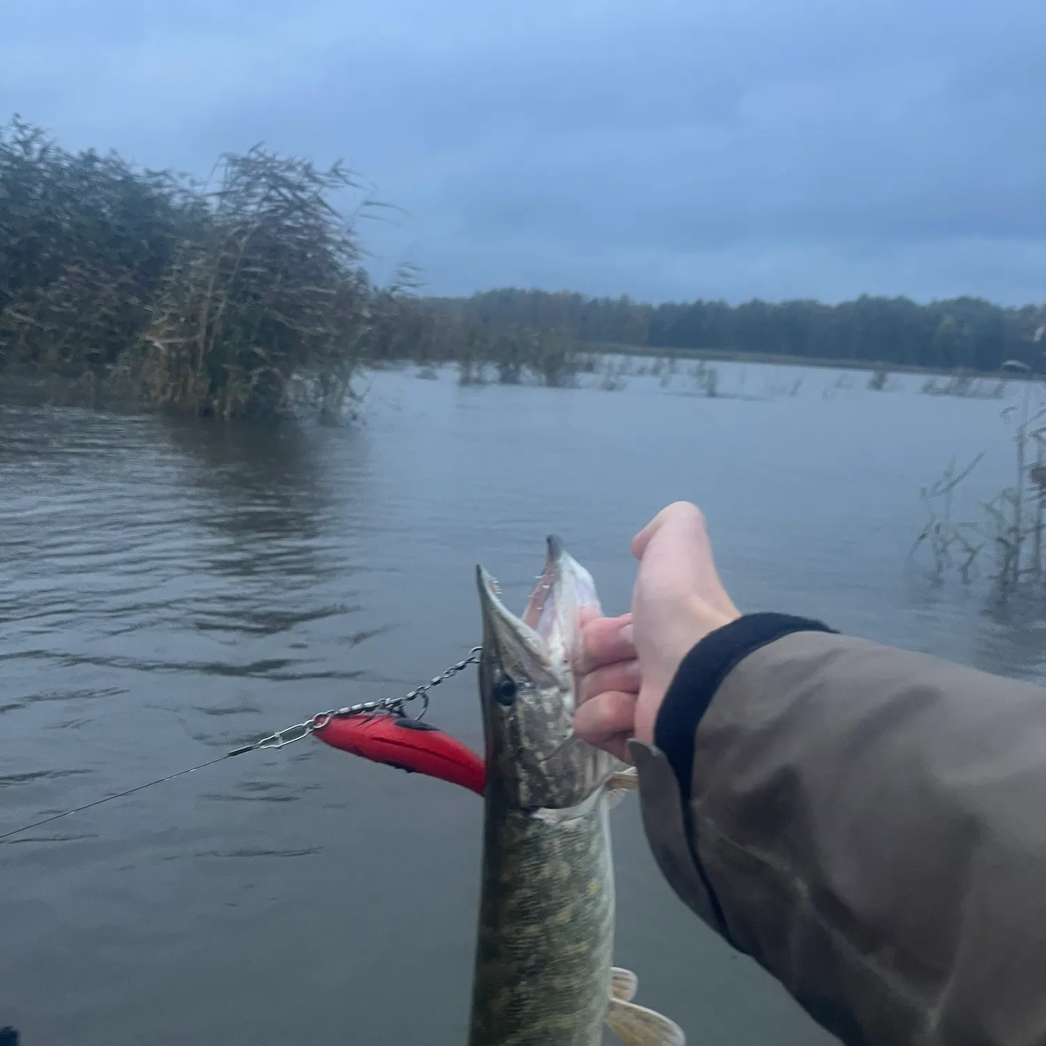 Northern pike caught on Fishbrain